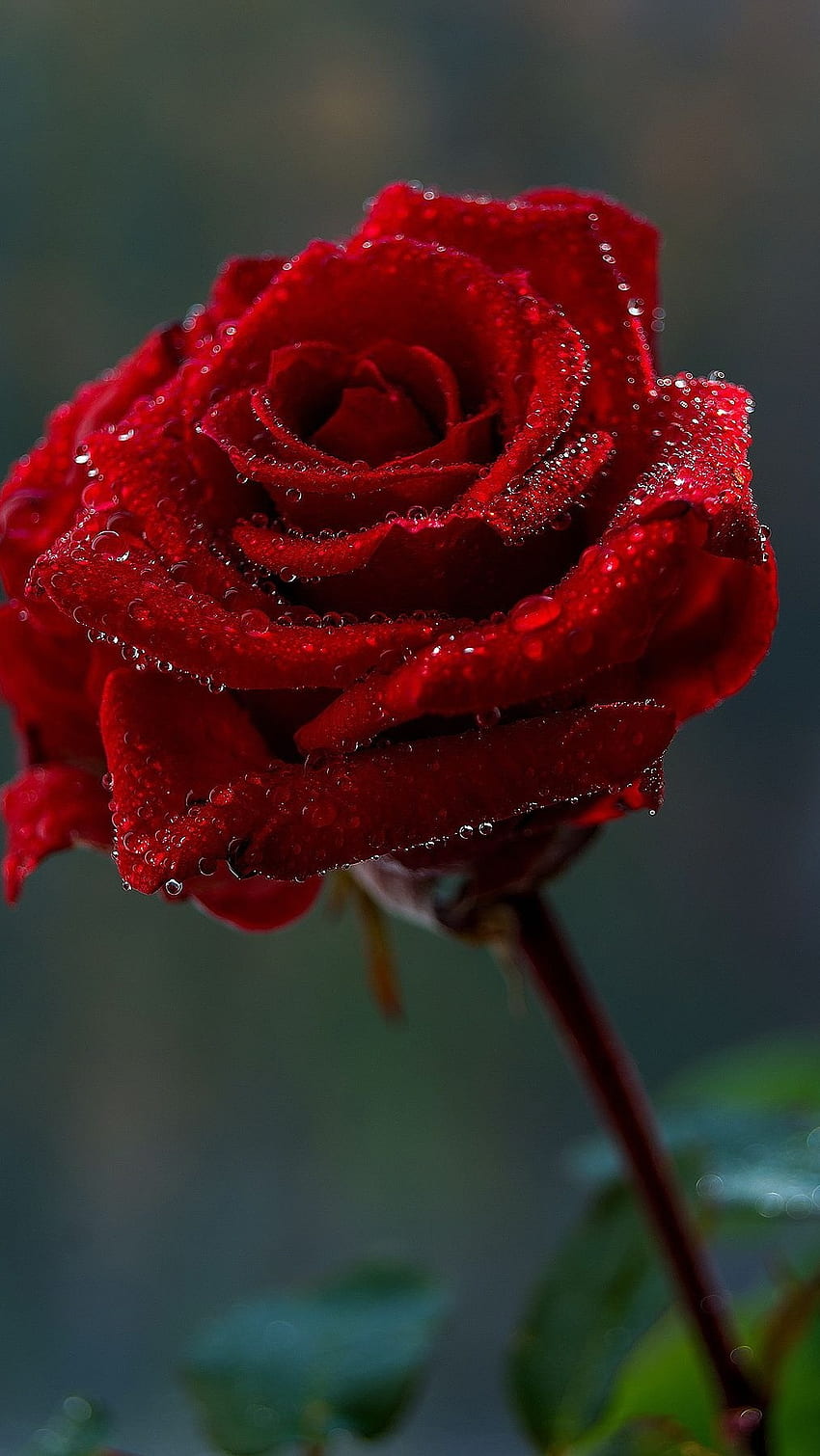 美しい赤いバラの花, 美しい, 赤, ローズ, 花 HD電話の壁紙