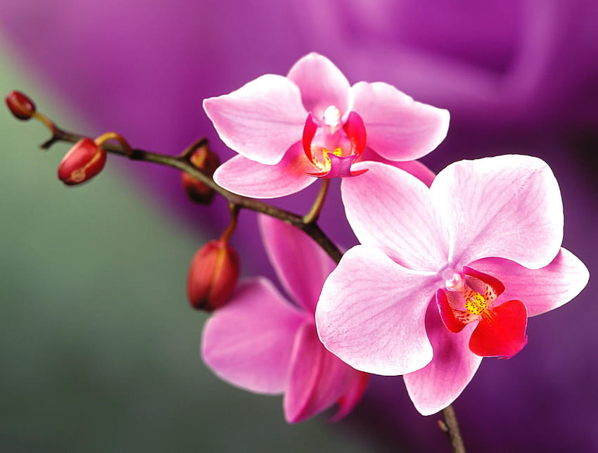 Hoa lan luôn là lựa chọn hàng đầu của những người yêu thích hoa. Với sự đa dạng về hình dáng và màu sắc, không khó để hiểu tại sao hoa lan trở thành tâm điểm của sự chú ý. Hãy tìm hiểu thêm về loại hoa này qua hình ảnh độc đáo.