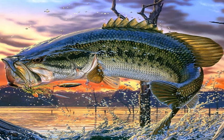 bass fish wallpaper hd