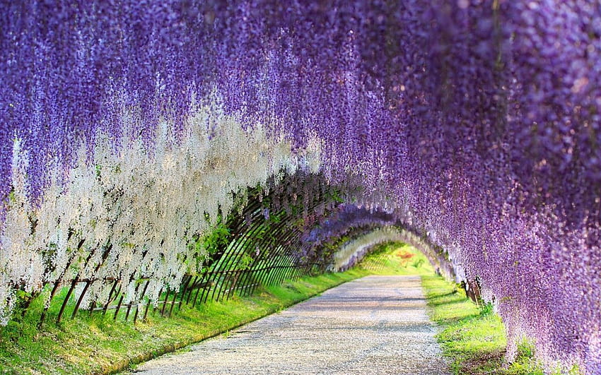 꽃: 등나무 터널 꽃 Kawachi Fuji Gardens Japanese 일본, 일본 등나무 iPhone HD 월페이퍼
