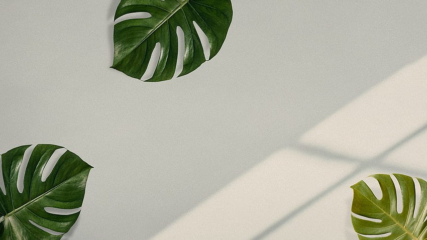 Monstera leaves on beige background. premium / sasi. plants, Minimalist ,  Plants HD wallpaper | Pxfuel