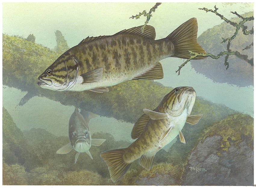 Smallmouth Bass, Bass Fish HD wallpaper