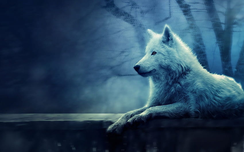 White Wolf Howling 8K Wallpaper 4572
