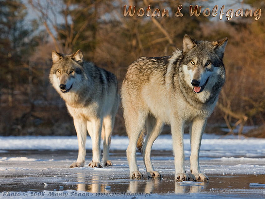 2 Wolves In a Puddle, timber wolves, puddles, grey wolves, wolves, wolf park, puppies, nature HD wallpaper