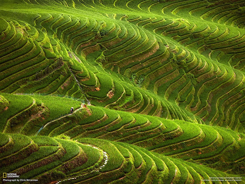 Rice Terrace and Background, Banaue Rice Terraces HD wallpaper