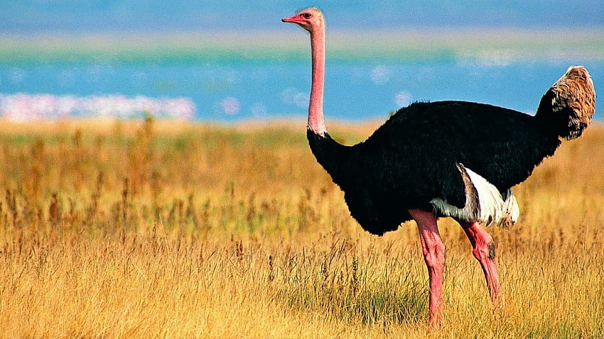 ostrich, grass, bird, field HD wallpaper
