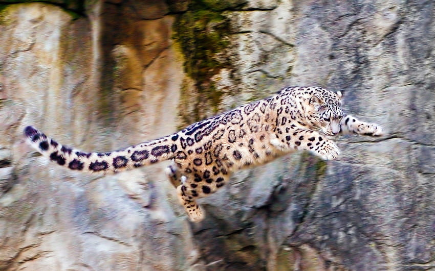 Animales, leopardo de las nieves, rocas, gato grande, rebote, salto fondo de pantalla