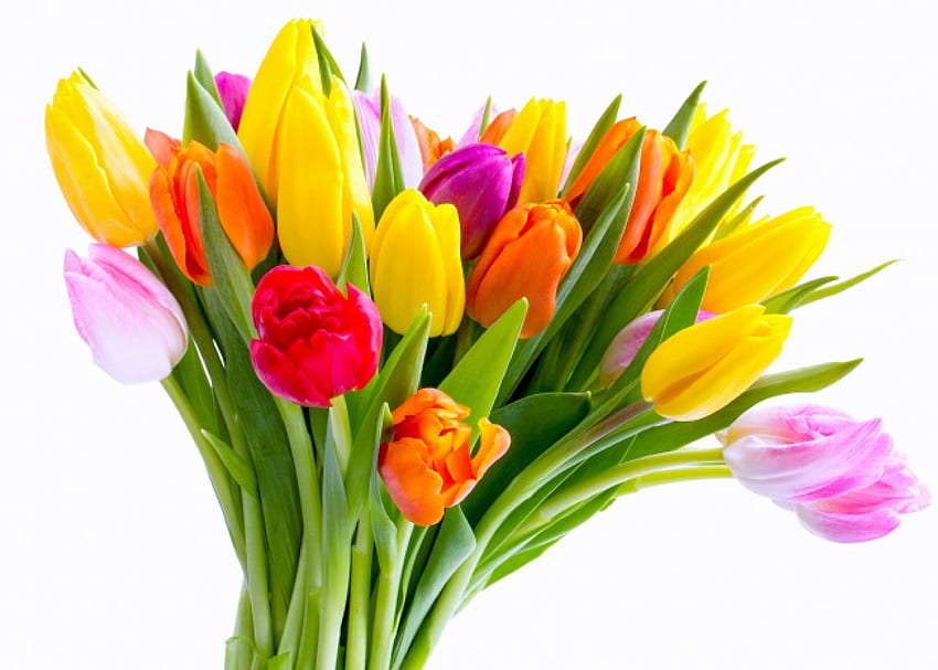 Tulipas, cores, tulipas coloridas, buquê papel de parede HD