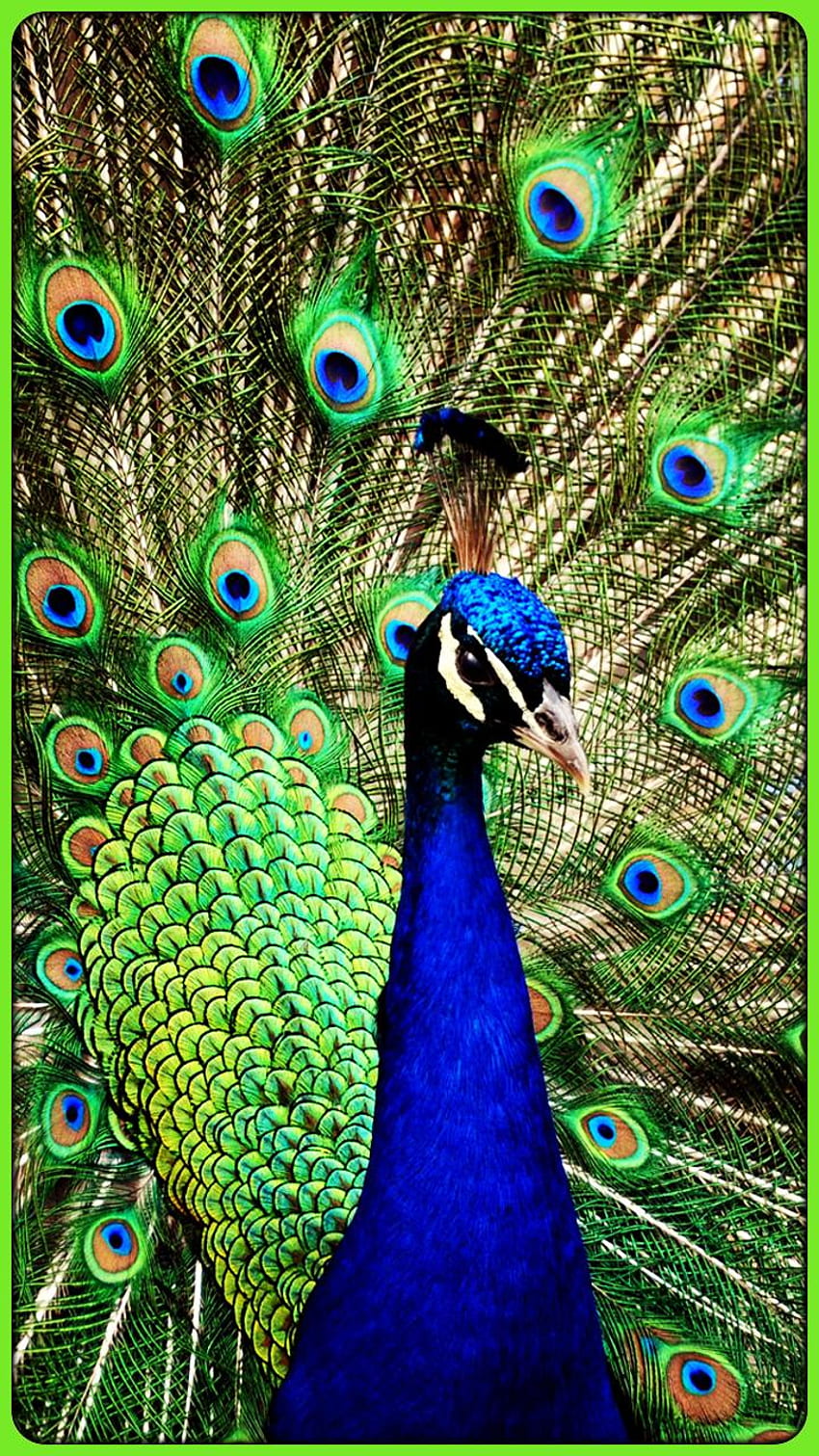 Peacock & Peafowl - Bird for Android HD phone wallpaper