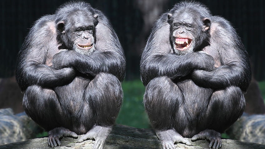 chimpancé, pareja, simpáticos animales, mono, gracioso, animales fondo de pantalla