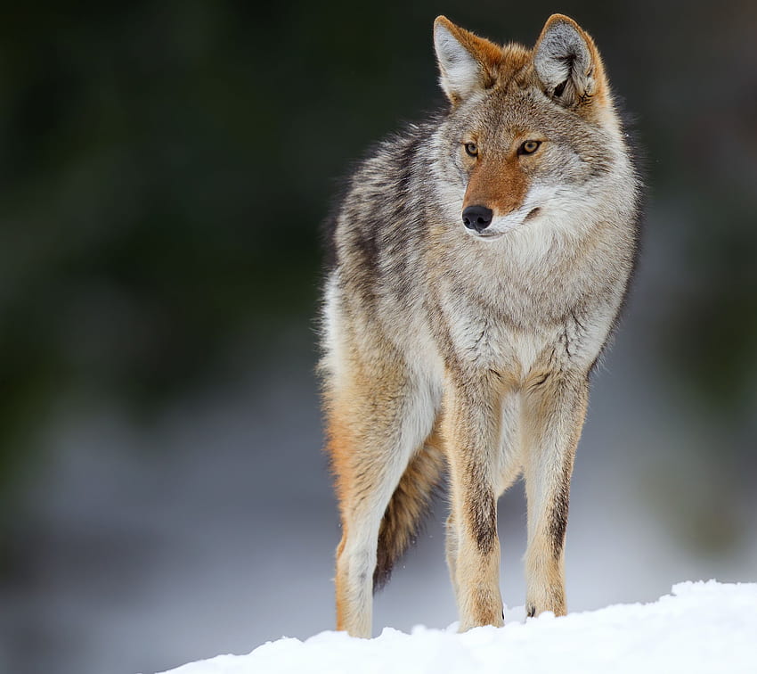Coyote Photos Download The BEST Free Coyote Stock Photos  HD Images