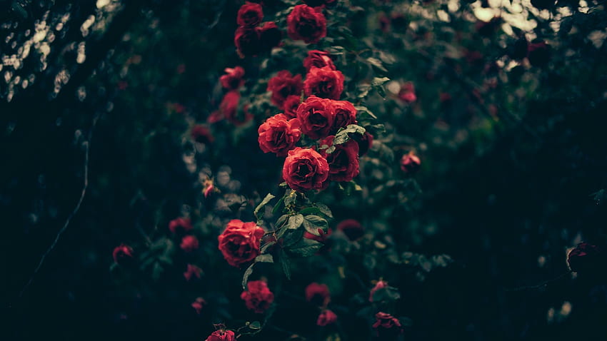 Aesthetic Flowers and Background on PicGaGa, Dark Aesthetic Floral HD wallpaper