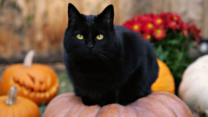 cute black cats cute black cat, Cute Black Cat Halloween HD wallpaper