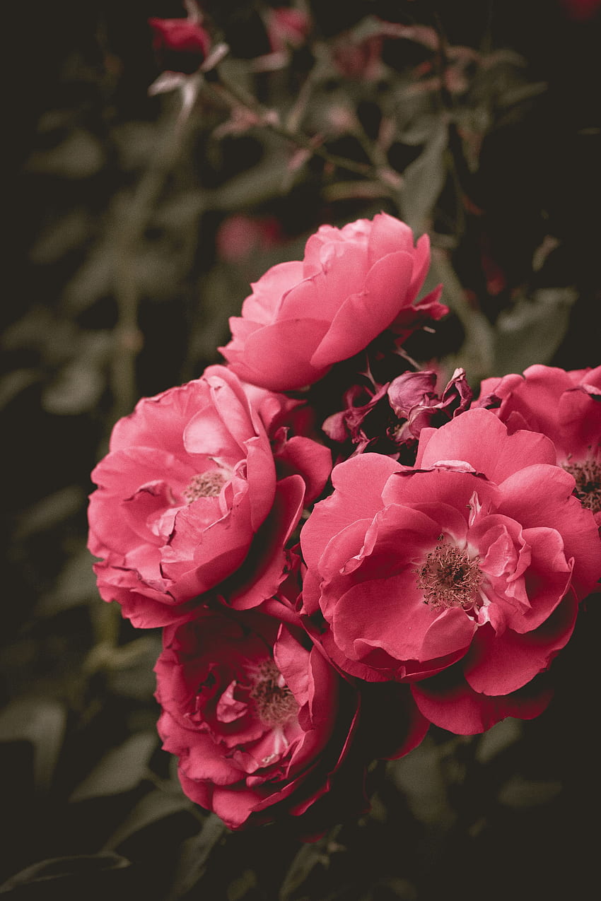 Flowers, Pink, Bush, Flower, Bloom, Flowering, Wild Rose HD phone wallpaper