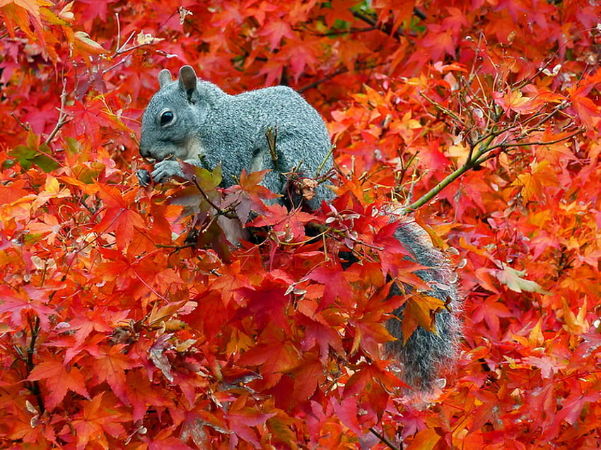 Home in the Maple, grey, maple, red, eating, squirrel, tree HD wallpaper