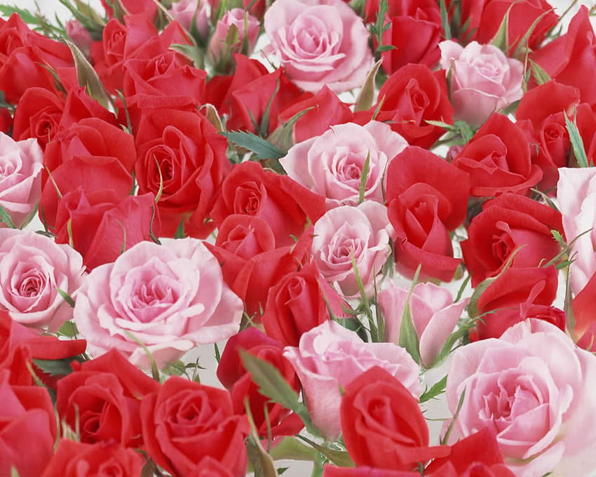 Flowers Flowers Red Roses [] for your , Mobile & Tablet. Explore Beautiful of Roses . Beautiful Roses , Beautiful Rose Flowers , Beautiful HD wallpaper