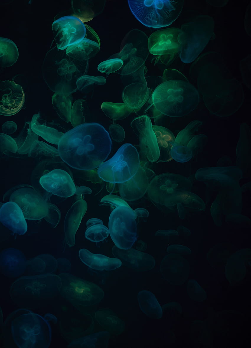 Jellyfish, green-dark, transparent HD phone wallpaper