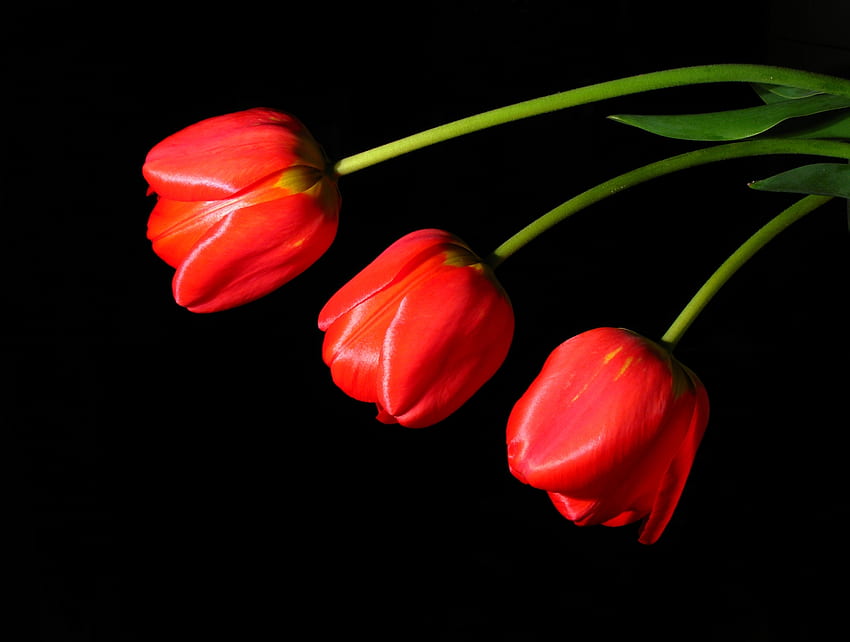 Tulips, bouquet, black, tulip, black background, graphy, colors, beauty, nice, delicate, flower, , elegantly, beautiful, pretty, red, cool, flowers, lovely, harmony HD wallpaper