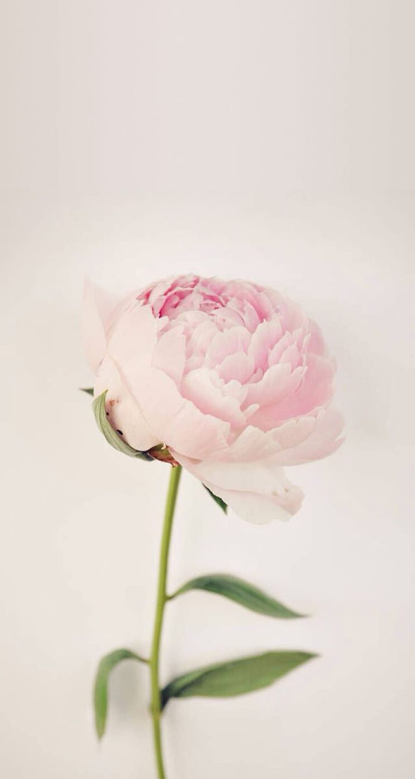 theLIST: les choses préférées de Laura Brown. Jolies fleurs, Amour, Vintage Pink Peony Fond d'écran de téléphone HD