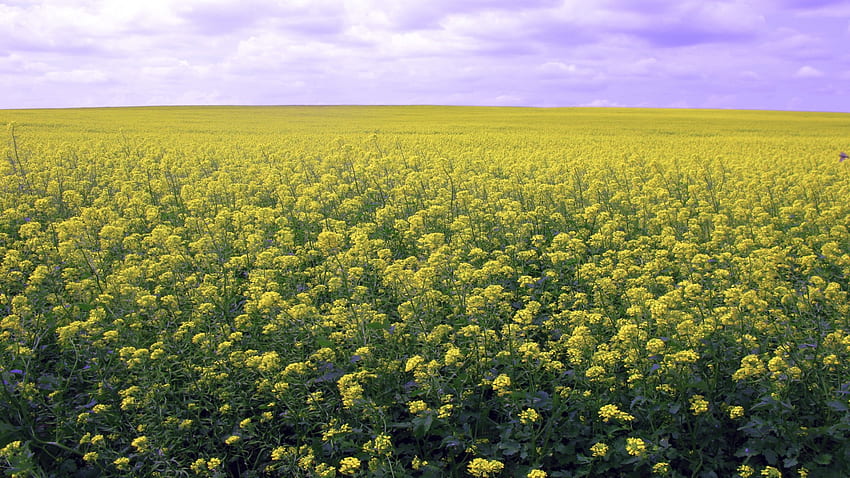 Canola Flower Field Canada Summer Landscape HD wallpaper