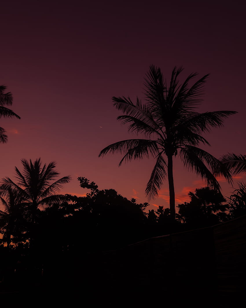 Nature, Sky, Night, Palm, Branches HD phone wallpaper