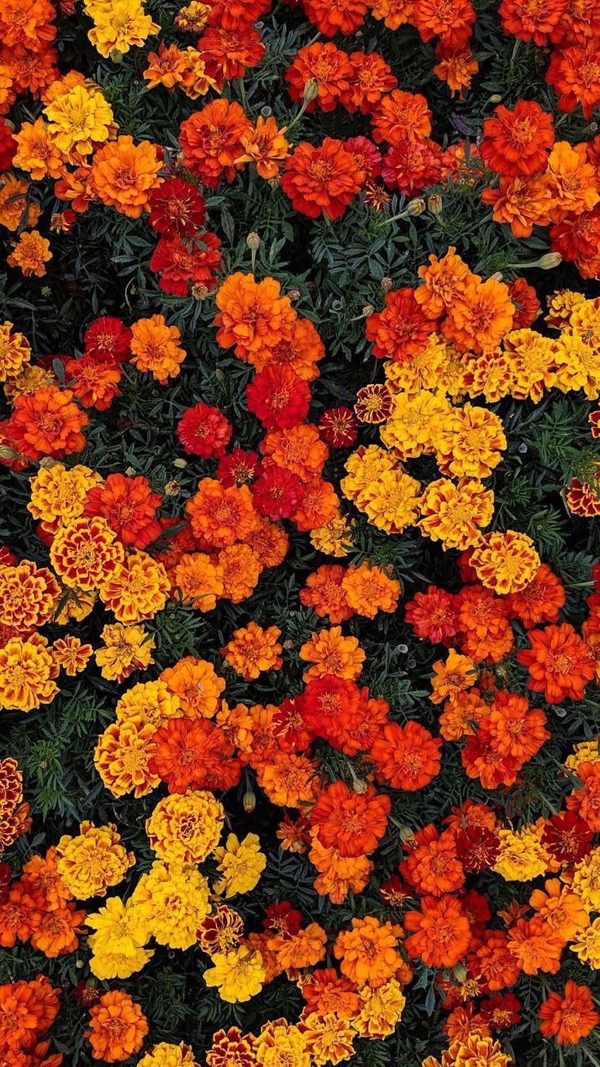 Hoa cam – Bạn đã bao giờ chiêm ngưỡng vẻ đẹp tuyệt vời của hoa cam chưa? Hãy xem bức ảnh này để khám phá sự tươi tắn và năng động của hoa cam trong ánh nắng rực rỡ!