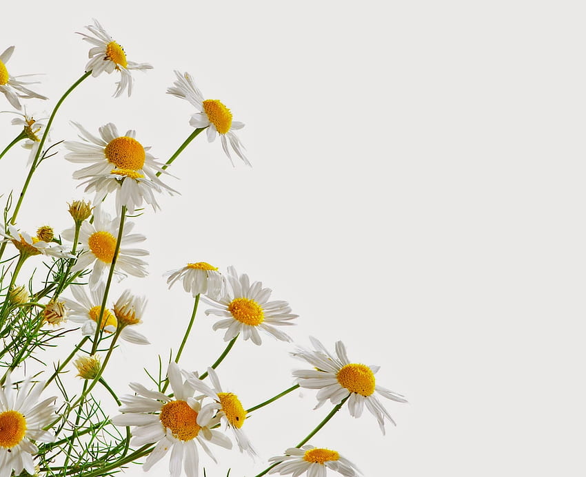 *, soft, flowers, subbotina anna, chamomile HD wallpaper