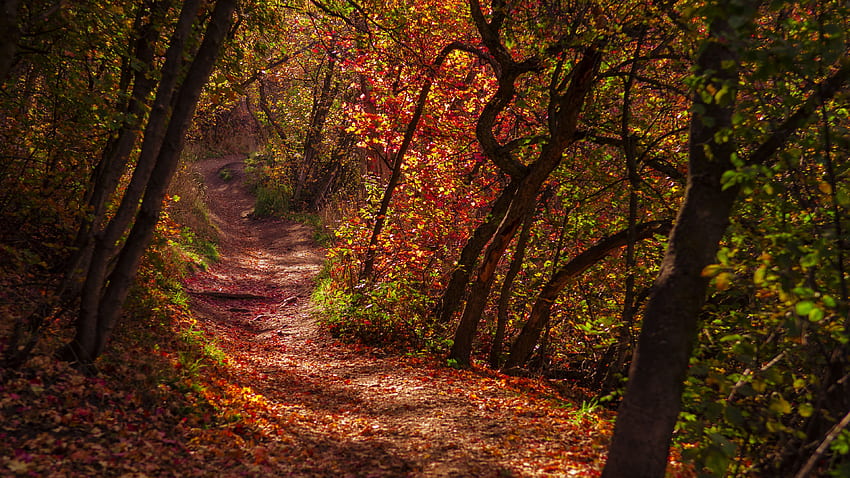camino, entre, rojo, verde, sendero, árboles, hojas, bosque, con, sol, naturaleza fondo de pantalla