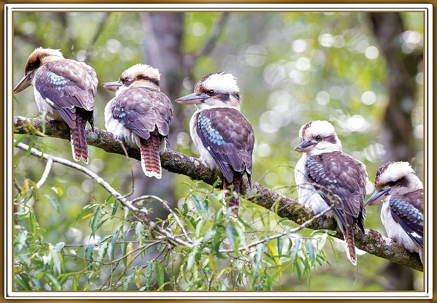 FRAMED KOOKABURRA'S, BIRDS, NATURE, , FRAMED HD wallpaper