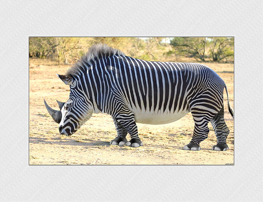 Rino/Zebra, zèbre, animaux, bizarre, rino Fond d'écran HD