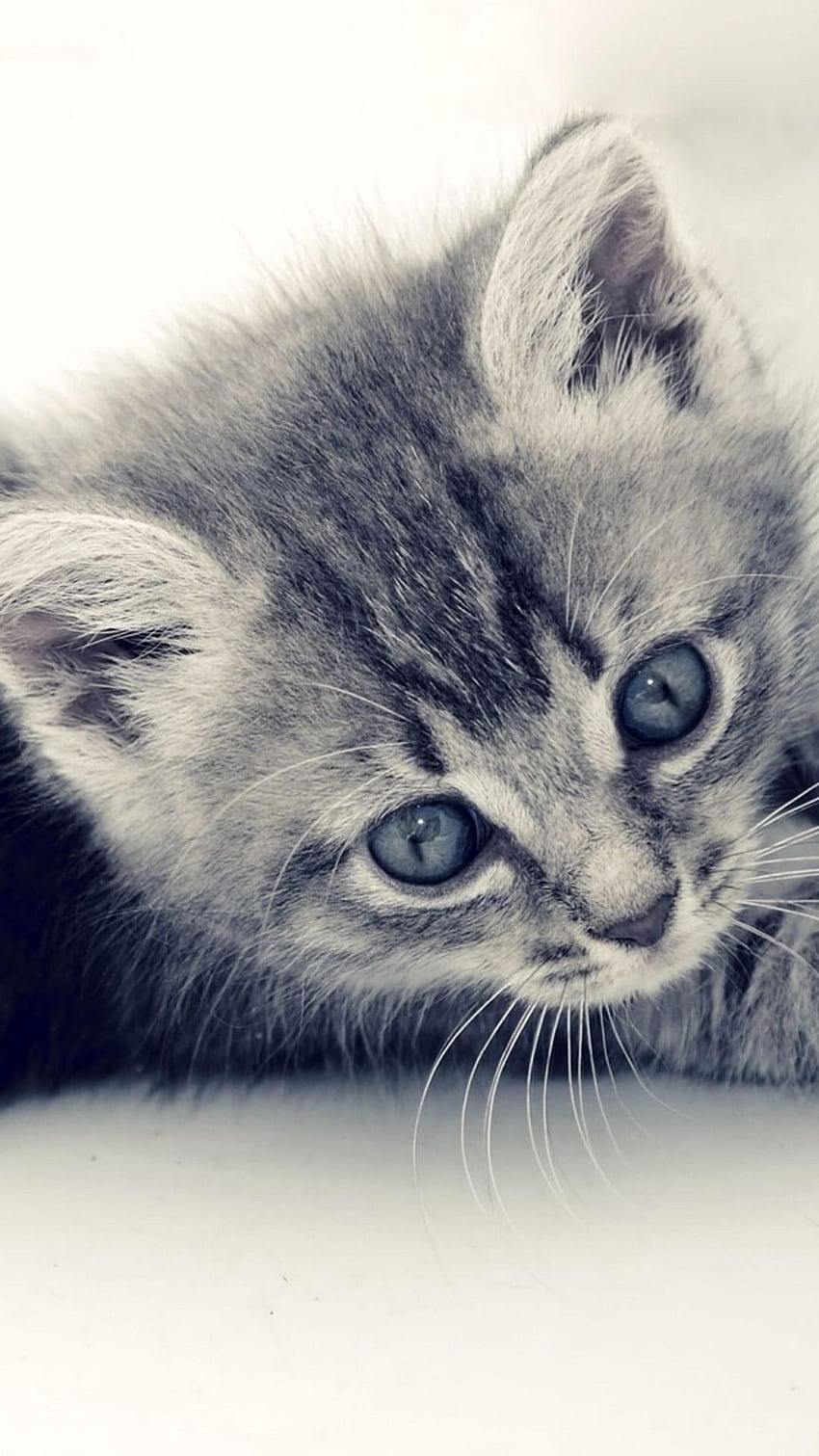 Grey Kittens, Cute Gray Cats HD phone wallpaper