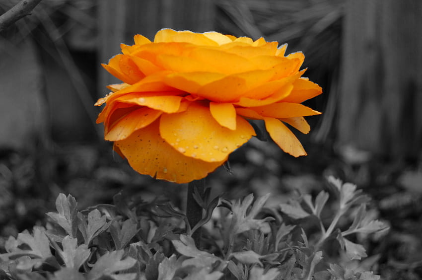 Orange Beauty, róża, szarość, płatki, kwiat, pomarańcza Tapeta HD