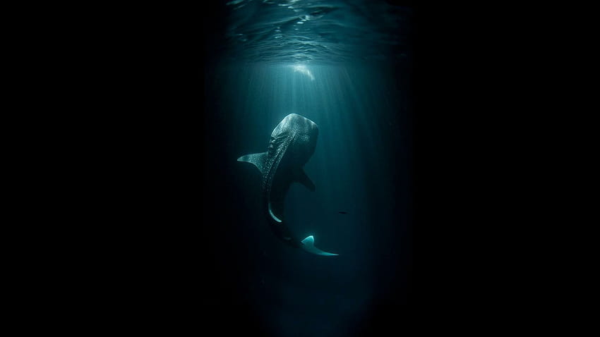 바다 , 고래 상어 , 무서운 바다 HD 월페이퍼