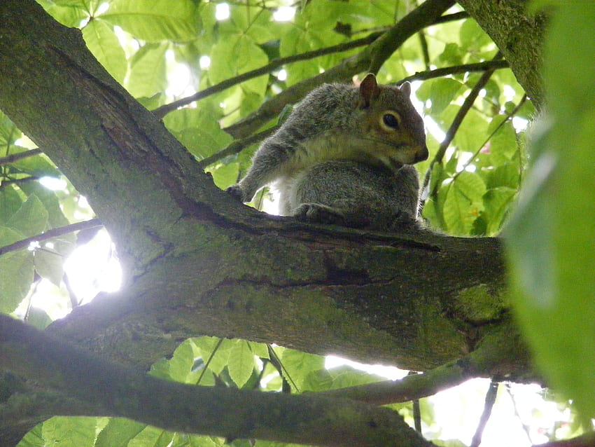 Squirrel on tree, nature, animals, squirrel HD wallpaper