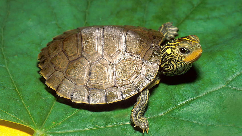 Turtle Background, Funny Turtle HD wallpaper
