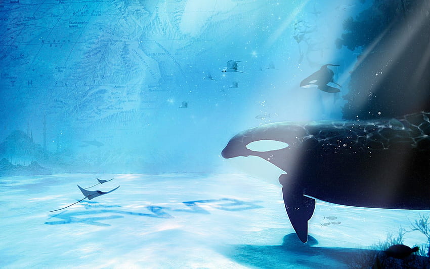 Animals, Whales, Underwater, Sea, Ocean, Manta, Sting HD wallpaper