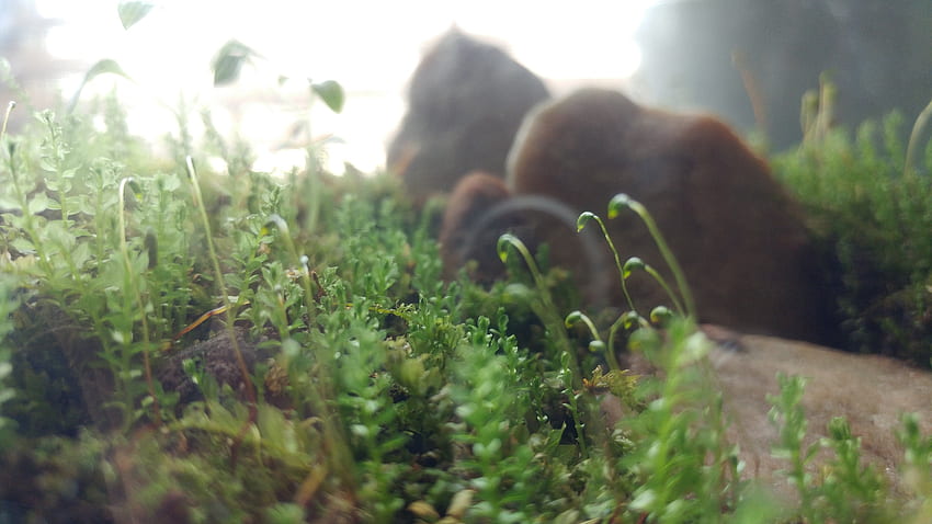 Terrarium for your or mobile screen and easy to HD wallpaper