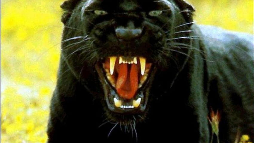 Jaguar negro. Hermosas criaturas GATOS fondo de pantalla