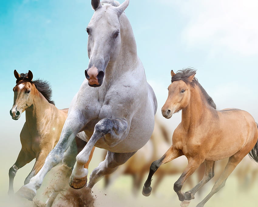 Animals, Horses, dom, Run, Running HD wallpaper