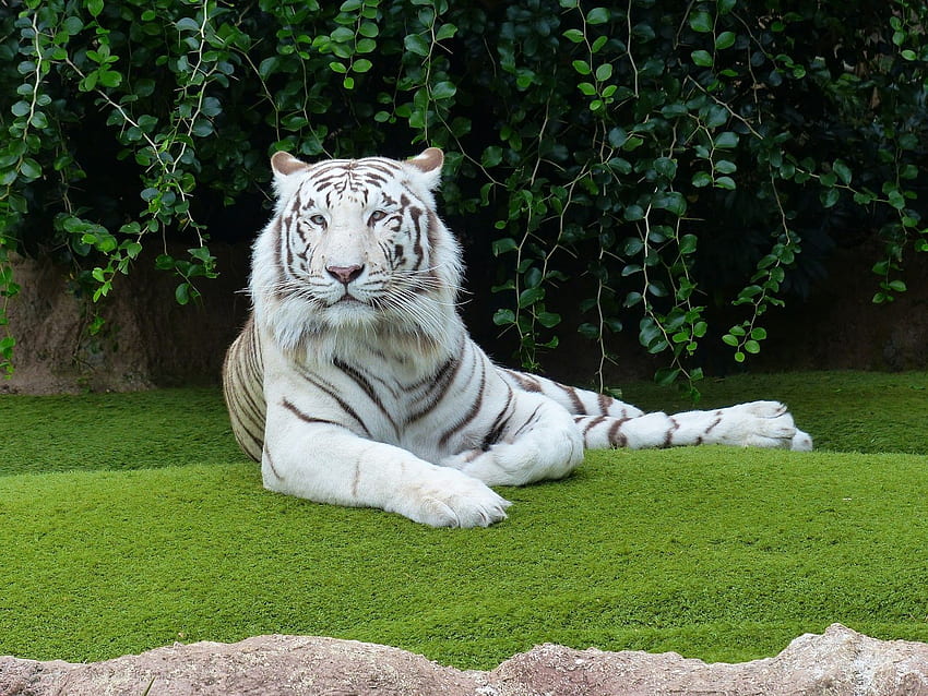 White Bengal Tiger HD wallpaper | Pxfuel