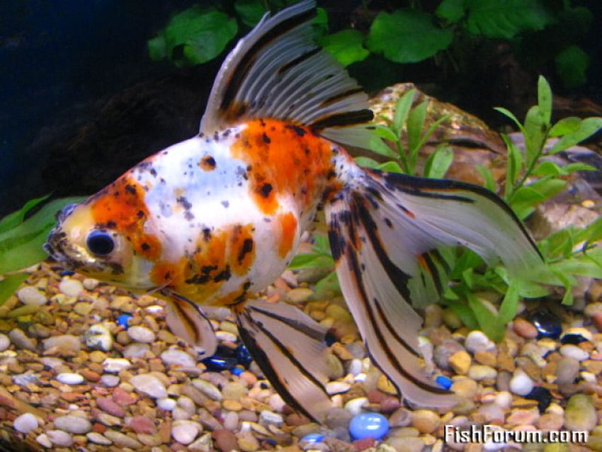 Fancy Goldfish, Fancy, Fantail, Goldfisch, Aquarium HD-Hintergrundbild