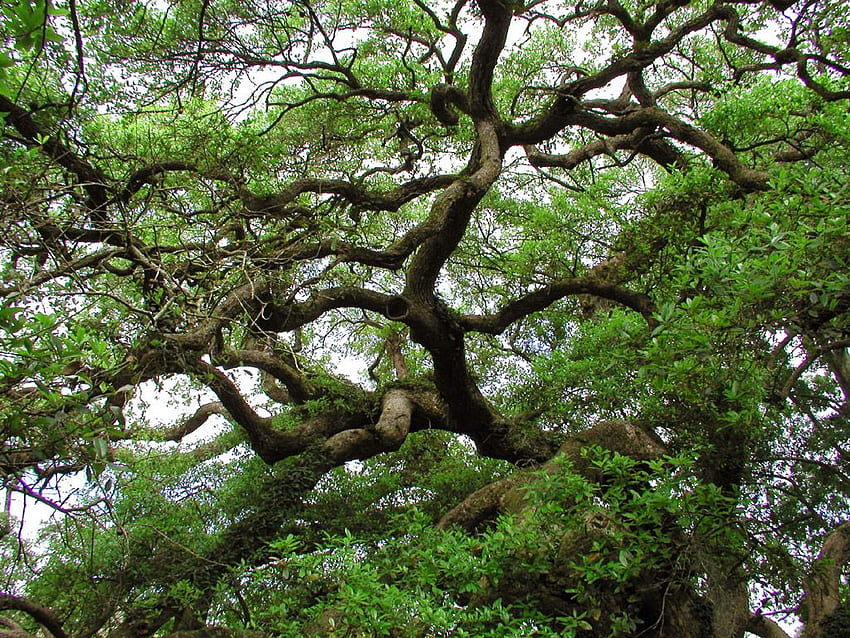 Жив дъб. Наметало на Анакин Скайуокър, дъбови листа и наметало на буря от Skyrim, ангелско дъбово дърво HD тапет