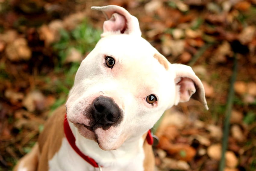 Cute Pitbull Dog Full HD wallpaper | Pxfuel