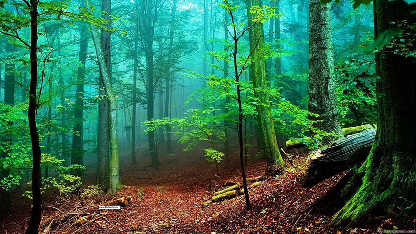 Nowy las , lasu - Nowoczesny, starodrzew Tapeta HD