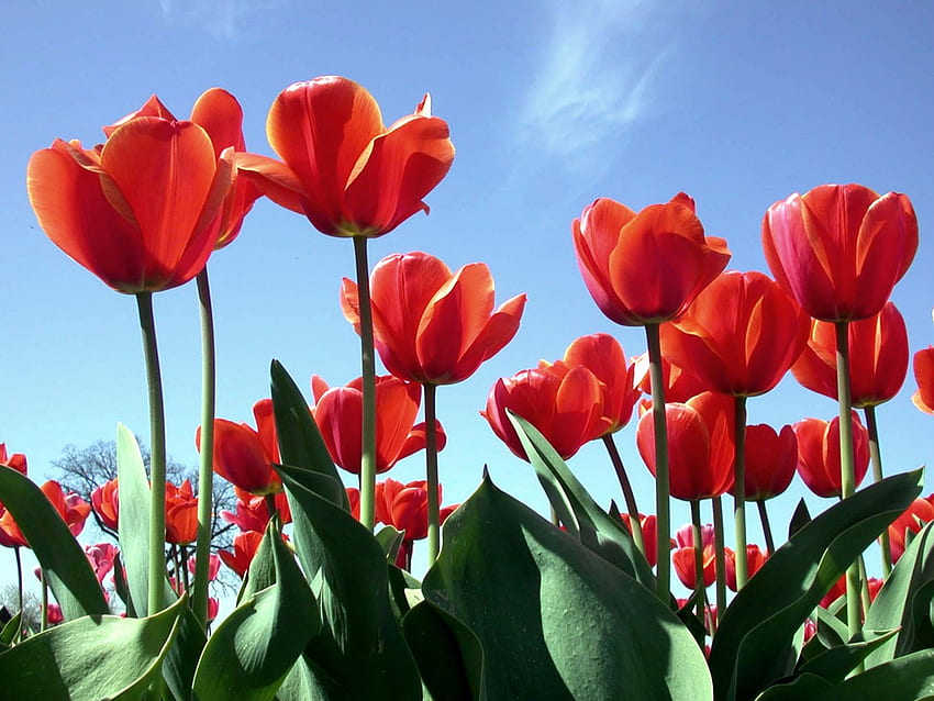 Red tulips, tulip, nature, red, flower HD wallpaper