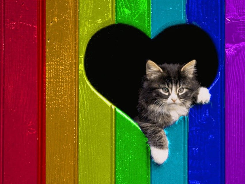 Kitten Love, kitten, rainbow, fence, colors, cat, heart HD wallpaper