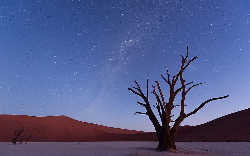 星の木の砂漠の空。 . 101515 高画質の壁紙