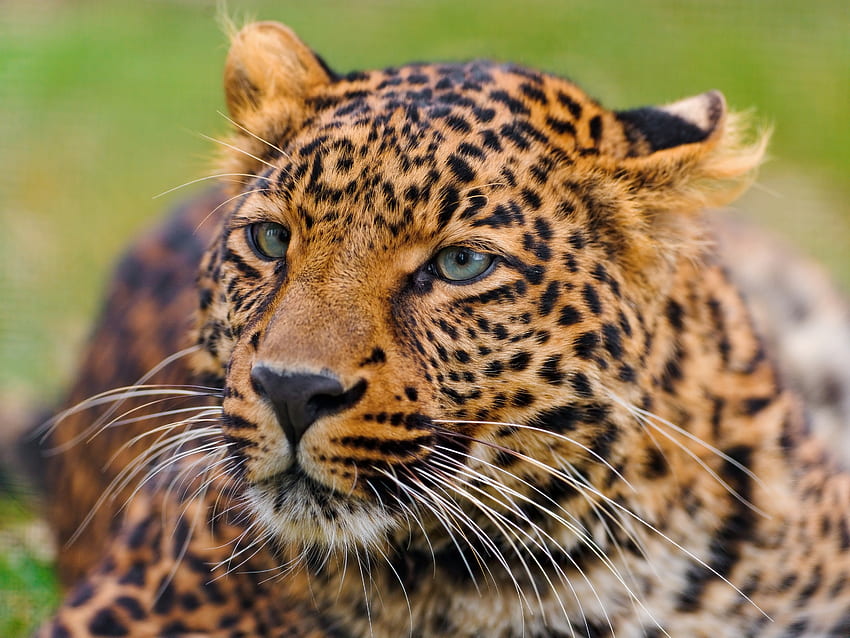 Animali, Leopardo, Muso, Maculato, Macchiato, Predatore, Grande Felino Sfondo HD