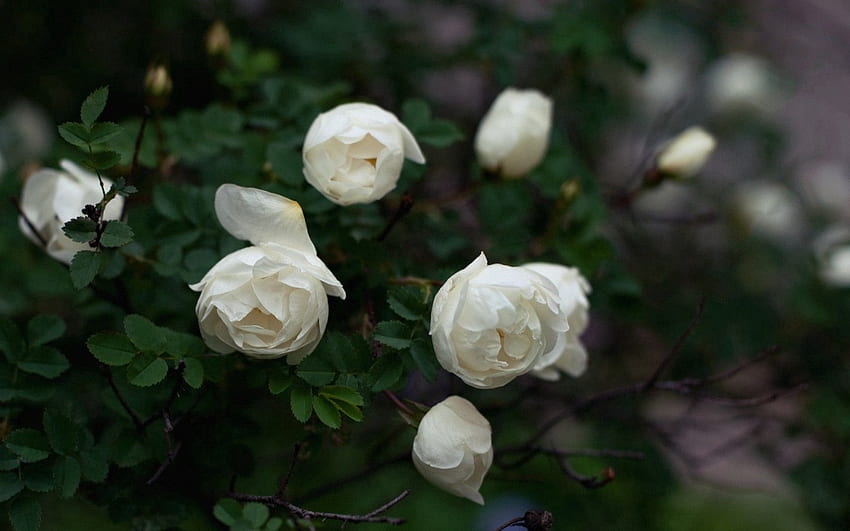 Flowers, Roses, Petals, Branches, Buds HD wallpaper