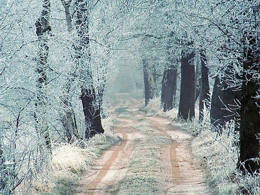 Зимен път, зима, скреж, бяло, сняг, студ, дървета, път HD тапет